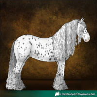 Horse Color:Black Appaloosa 
