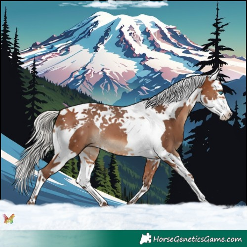 Horse Color:Silver Brown Splash Tobiano 