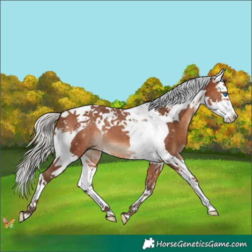 Horse Color:Silver Brown Splash Tobiano 