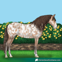 Horse Color:Amber Champagne Appaloosa and Amber Champagne Appaloosa