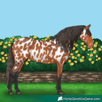 Horse Color:Bay Appaloosa 