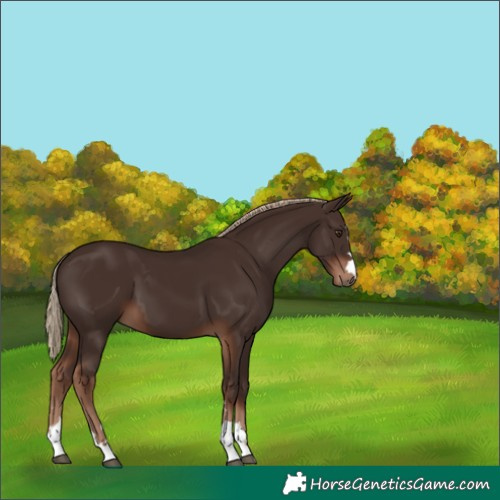 Horse Color:Liver Chestnut 