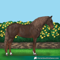 Horse Color:Liver Chestnut 