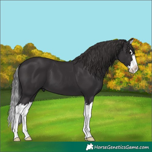 Horse Color:Smoky Black Splash 