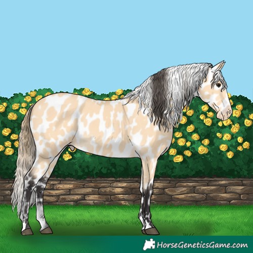 Horse Color:Buckskin Appaloosa 
