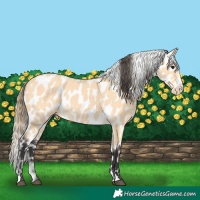 Horse Color:Buckskin Appaloosa 