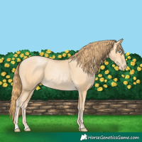 Horse Color:Buckskin Pearl 
