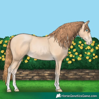 Horse Color:Buckskin Pearl Rabicano