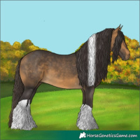 Horse Color:Buckskin Tobiano