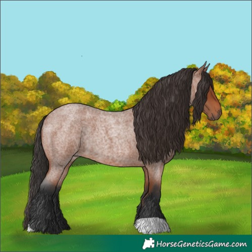 Horse Color:Bay Roan 