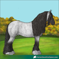 Horse Color:Smoky Blue Roan