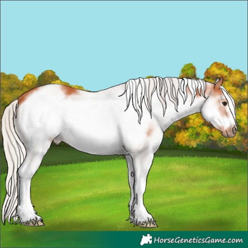 Horse Color:White Spotted Silver Bay Frame 