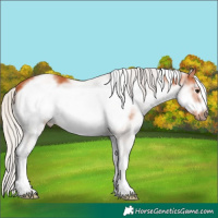 Horse Color:White Spotted Silver Bay Frame