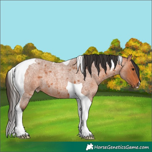 Horse Color:Bay Roan Tobiano
