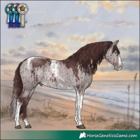 Horse Color:Platinum Chocolate Brown Dun Splash Tobiano Frame Brindle 