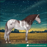 Horse Color:Platinum Chocolate Brown Dun Tobiano Frame