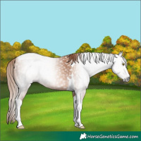 Horse Color:Gray Gold Champagne Tobiano