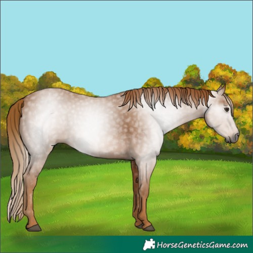 Horse Color:Gray Chestnut 
