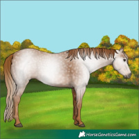 Horse Color:Gray Chestnut 