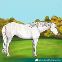 Horse Color:Cremello Sabino and Cremello Sabino Rabicano
