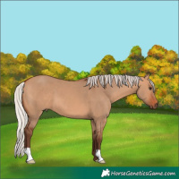Horse Color:Silver Bay Dun