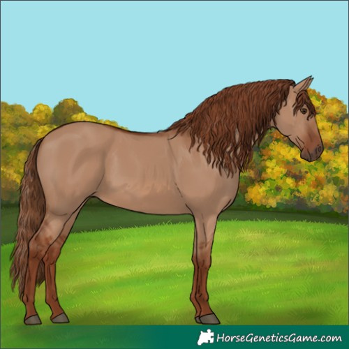 Horse Color:Red Dun 