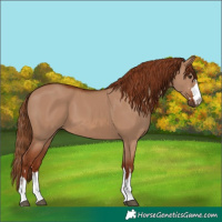 Horse Color:Red Dun 