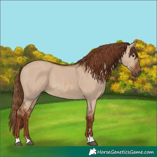 Horse Color:Red Dun 