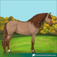 Horse Color:Red Dun 