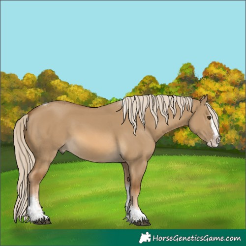 Horse Color:Chocolate Palomino Dun Splash Tobiano 