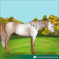 Horse Color:Gray Chestnut 