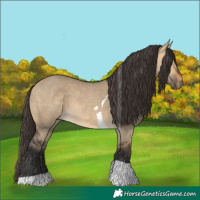 Horse Color:Buckskin Dun Tobiano 