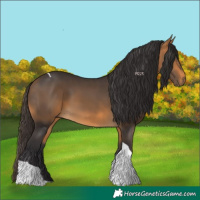 Horse Color:Buckskin Tobiano 