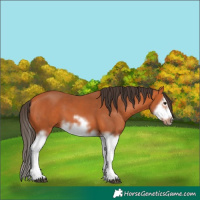 Horse Color:Bay Splash Frame 