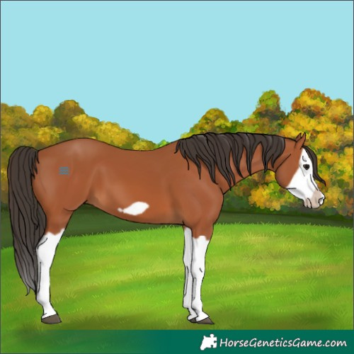 Horse Color:Bay Splash Frame 