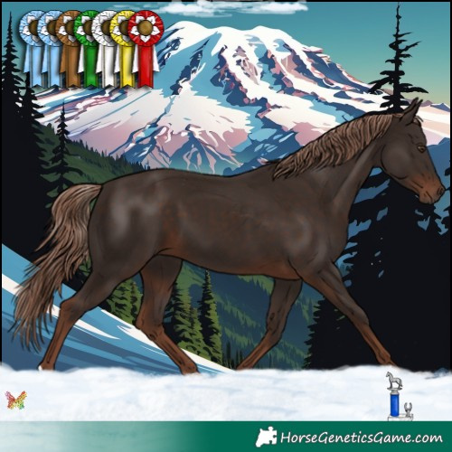 Horse Color:Liver Chestnut 