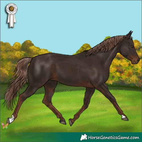Horse Color:Liver Chestnut 