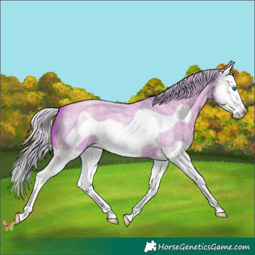 Horse Color:Watercolor Silver Classic Champagne Roan Splash Frame 