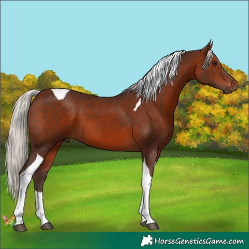 Horse Color:Silver Brown Tobiano 
