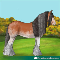 Horse Color:White Spotted Bay 