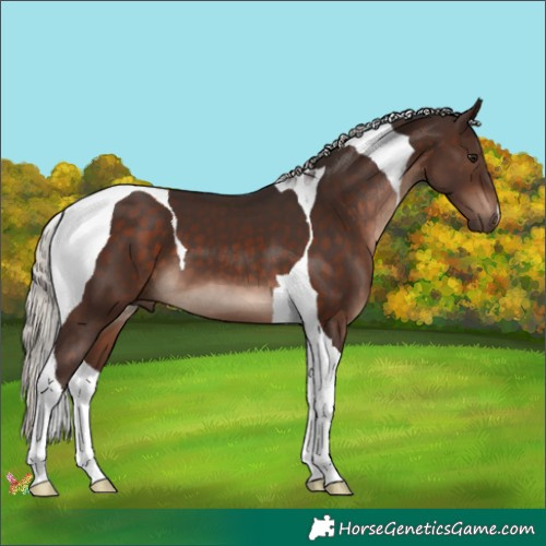 Horse Color:Silver Brown Tobiano 