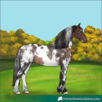 Horse Color:White Spotted Brown Rabicano 