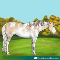 Horse Color:White Spotted Silver Buckskin Dun Sabino Rabicano 