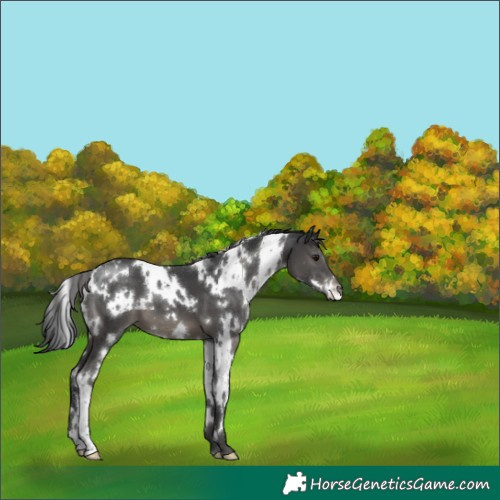 Horse Color:White Spotted Black Appaloosa 