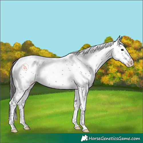 Horse Color:Smoky Black Sabino Rabicano 