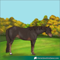 Horse Color:Liver Chestnut 