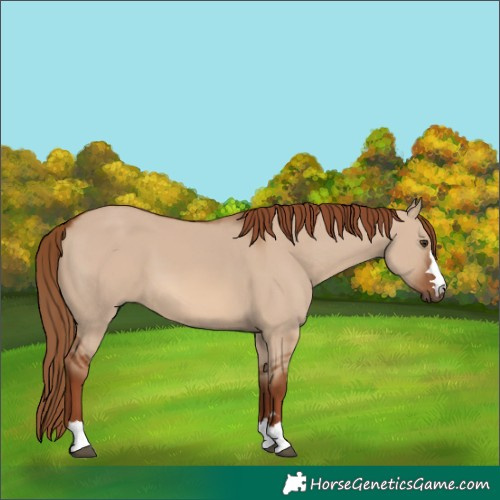 Horse Color:Unknown 