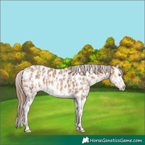 Horse Color:Amber Champagne Appaloosa  and Amber Champagne Splash Appaloosa 