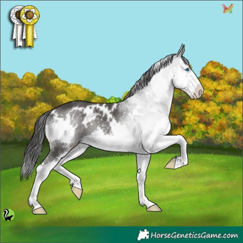 Horse Color:White Spotted Black Splash 