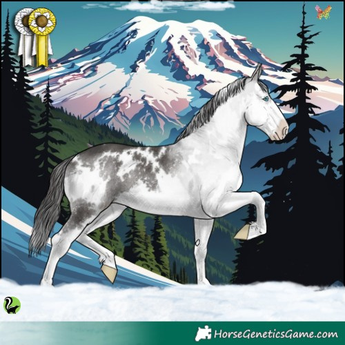 Horse Color:White Spotted Black Splash 